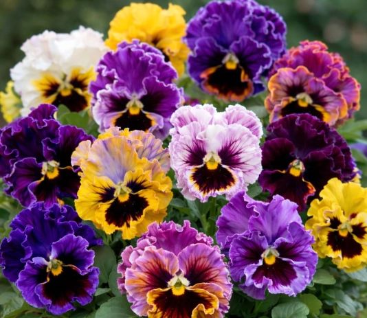 Sommarblommor – buketter som klarar värmen